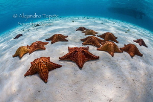 Stars in the Sand, Cozumel México by Alejandro Topete 